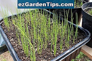 Comment faire pousser Sainfoin 🌱 Conseils Jardiniers - Fr.ezGardenTips.com