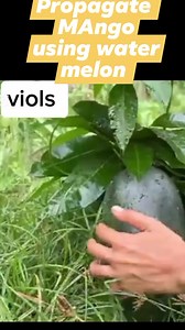 Propagate mango tree Yields water melon #agriculture #grafted #graftedplants #GraftedFruitTrees #propagate #propagation CROP CARE Farming Cropp Agriculture and young @followers #followersreels | Violita Padayon