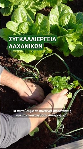🌱 Συγκαλλιέργεια λαχανικών σε μικρό χώρο στον κήπο ή στο μπαλκόνι
