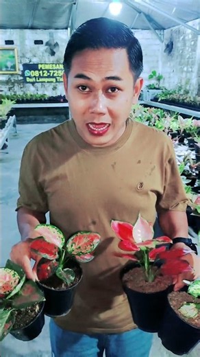 Aglonema Ornamental Plants