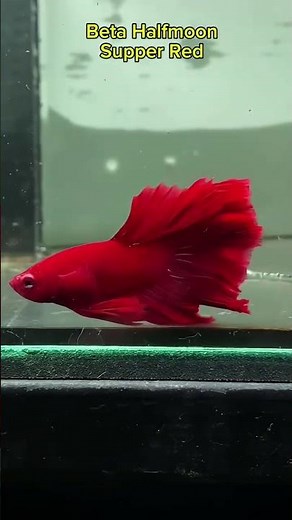 Betta Halfmoon Super Red Fish - Fish Explorer