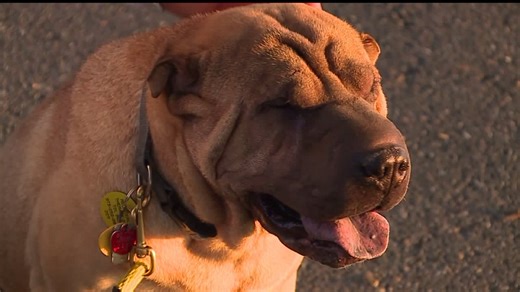 Franklin County treasurer urges residents to renew dog licenses as enforcement period begins