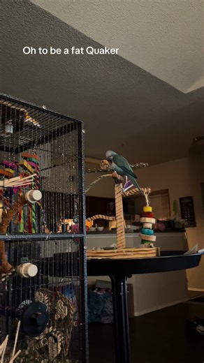 I cant stand himb sometimes; he swoops in like a hawk 😂 #quakerparrots