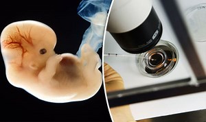 How will scientists modify embryos?