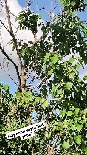 9.8K views · 19 reactions | Gang aku eku balu nung nanuya.kukutang kemu nung ikit ye? hahahhaha #dailylifevlog #fbreelsfypシ゚viralfbreelsfypシ゚viral #goodvibesonly | BAPA KONG ELMER | Facebook