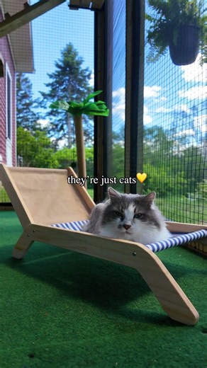 They're more than just cats 💛🐾 #catio #cat #catenclosure #catpatio