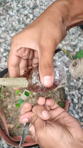 Simple air layering for plant propagation #fblifestyle #airlayering #craft #diy | Mas Ben