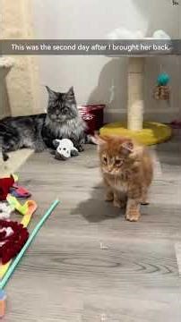 I like these large but very affectionate species. #funny #cat #catlovers #cats #clingycat