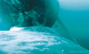 Este es el primer video de una ballena amamantando a su cría en Colombia