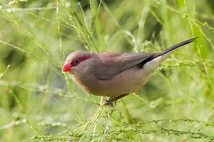 Black rumped waxbill - Alchetron, The Free Social Encyclopedia