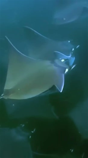 Marine animals | Flying stingrays !