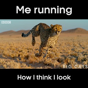 116K views · 363 reactions | How we THINK we look running vs how we ACTUALLY look…  There are no style points though! #BigCats #Running #Animals #Nature #Throwback Big Cats: Documentary series uncovering the secret lives of big cats, using the latest technology and scientific research to bring these animal superstars out of the shadows. | BBC One | Facebook