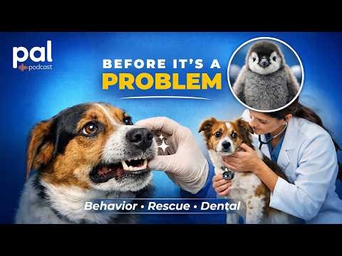 Episode 104. Small Rescues, Veterinary Behavior & Why Prevention Matters