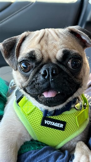 19K views · 3.5K reactions | ❤️ Happy Tails to Mama Brie (now...