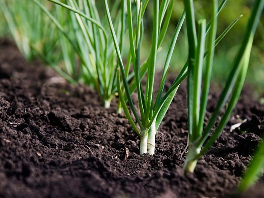 How to grow spring onion