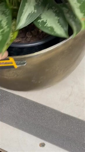 12K views · 209 reactions | Plant ASMR #houseplants #plantpeople #planttips #plants #plantlife #gardening #plantlover | Tanner The Planter | Facebook