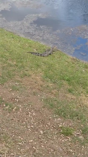 Gator Diagonal [with Silly Music]: Brain Break for Study and Relaxation (#42)