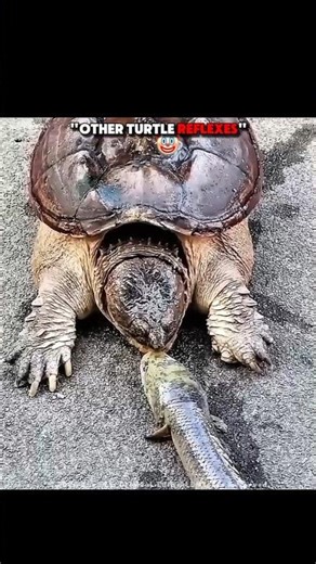 Turtle Vs Cat Reflexes 🙀