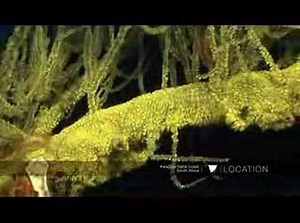 Black coral supports a variety of life