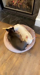 3.2K views · 682 reactions | Cuddle bugs  | Rosanna Pansino | Facebook