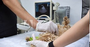 Veterinary doctor performs ultrasound examination on dog in clinic setting. Expert vet utilizes ultrasound for detailed canine health assessment. Ultrasound examination, veterinary clinic, dog care.