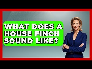 What Does A House Finch Sound Like? - Bird Watching Diaries