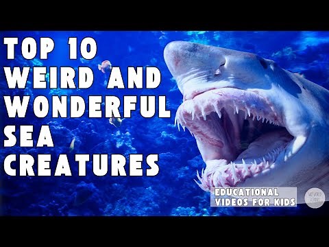 Top 10 Weird and Wonderful Sea Creatures | Educational Videos for Kids | Wiz World Wonders