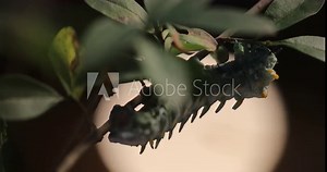 Atlas moth (Attacus atlas) caterpillar