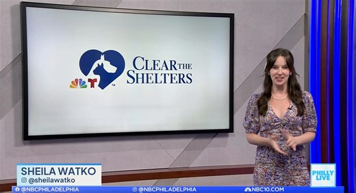 For Clear the Shelters, NBC10 is giving some of Philly’s most overlooked pets a chance to shine! Our favorite cat lady Sheila Watko featured two of our longtime residents, Kona and Choco Taco, who have been waiting months — and in Choco's case, years — to find families of their own. 💙 Sheila has been a true friend to PAWS and Philly’s animals, and we’re so grateful for her support as we work to #ClearTheShelters! Thanks to support from our friends at Apex Gaming PCs, adoption fees are currently