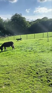 The cutest baby donk ‘Velvet’ ❤️ | Smithills Open Farm