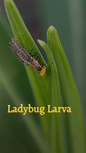 Ladybug Larva eating an Aphid #insect #ladybug