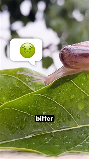 Are You Prepared for The Slugs This Year? 🐌