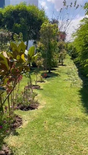 Árboles y jardines mágicos 🍁 Exóticos en México 😎🍂 5529800043