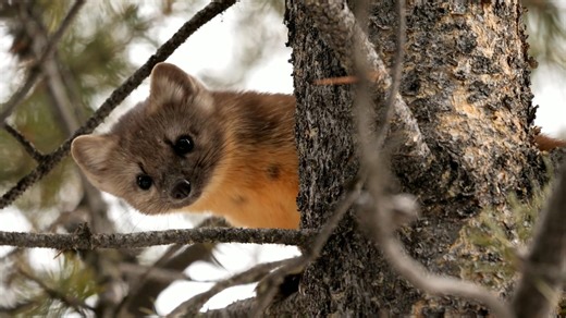 The weasel: Uncovering the life of a secretive predator