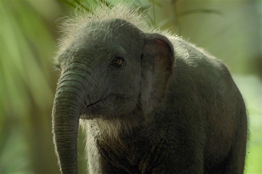 These little guys really existed. Prehistoric Planet: Ice Age — Now Streaming #PrehistoricPlanetIceAge #TomHiddleston #AppleTV | Apple TV