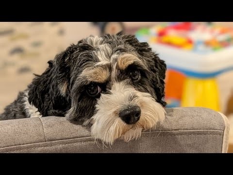 Cavapoo Chaos: Loki's Dramatic Doggy Door Entrance!