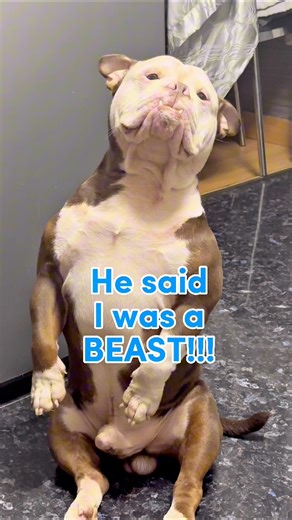 2.2M views · 42K reactions | Share and Reshare to spread some smiles #fblifestyle #PetCommunity #petlove #fbreels #funny #dog | Glasses the Bully | Facebook