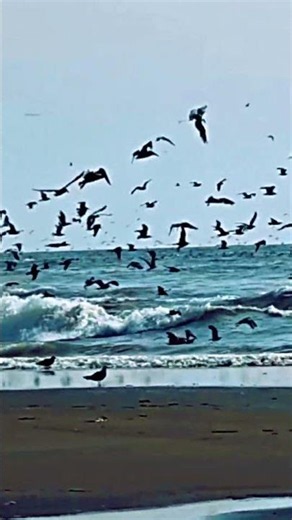 What's Out There? Feeding Frenzy