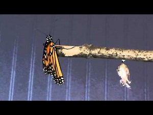 Segment: Life Cycle of the Monarch Butterfly - Emerging from Chrysalis
