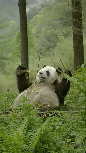 National Geographic Animals on Instagram: "Just pandas doing their panda thing  Grab the popcorn, #TheHiddenKingdomsOfChina is now streaming on @DisneyPlus!"