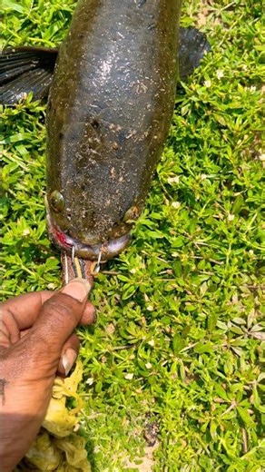 Powerhouse 🔥 Dobol hook set by CMX DRACO 🐸 ‪@Bongmecho‬ #lurefishing #snakeheadfishing #মাছধরা