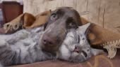 cat and dog are sleeping together funny video. cat and dog friendship...