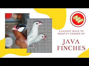 3 Easiest ways to identify gender of Java Finches