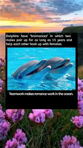 “Do Dolphins Really Have Bromances? 🐬 | Two Males Pair Up for 15 Years Explained”