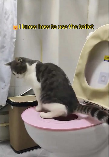 Toilet-Trained Cats: Tips and Tricks for Success