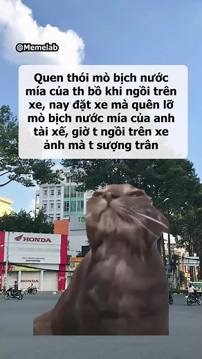 Tự nhiên quên ngang 😳 #memelab #xuhuong #cat #meme #ccn