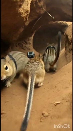 #Chipmunk #Wildlife #POV #Nature #AnimalAdventure #GoPro #SecretTunnels #CuteAnimals #PetsAndAnimals
