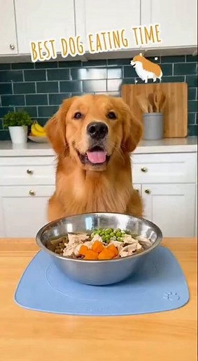 Best Time to Feed Your Dog 🕒 | Healthy Eating Schedule for Dogs #pets #viral #cat #funny #funnycat