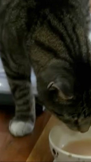 This café is for really cool cats. 😺😸😻😽😼🍵🍰🍽 | BBC Kent