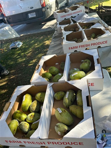 Ever heard of pawpaws? This Quebec town has a festival devoted to the special fruit